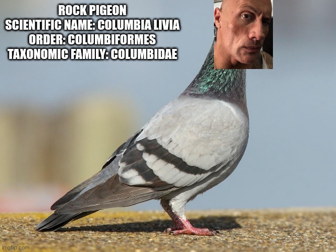  ROCK PIGEON
SCIENTIFIC NAME: COLUMBIA LIVIA
ORDER: COLUMBIFORMES
TAXONOMIC FAMILY: COLUMBIDAE | image tagged in birds,science,pro wrestling | made w/ Imgflip meme maker
