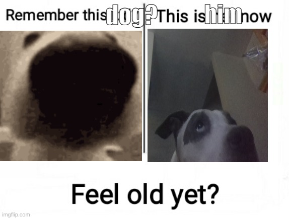 dog sniff meme:the sequel | him; dog? | image tagged in dog | made w/ Imgflip meme maker