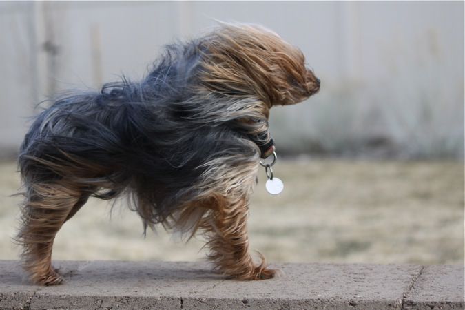 High Quality Windy day Blank Meme Template