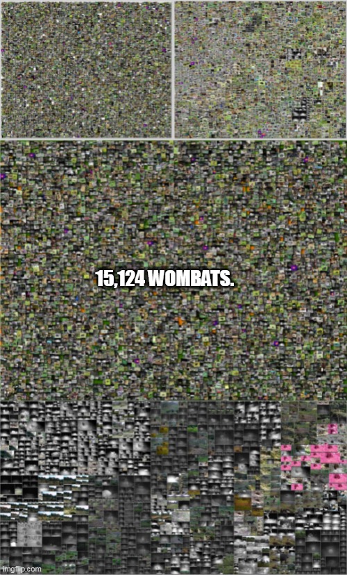 wombat world record |  15,124 WOMBATS. | image tagged in wombats | made w/ Imgflip meme maker