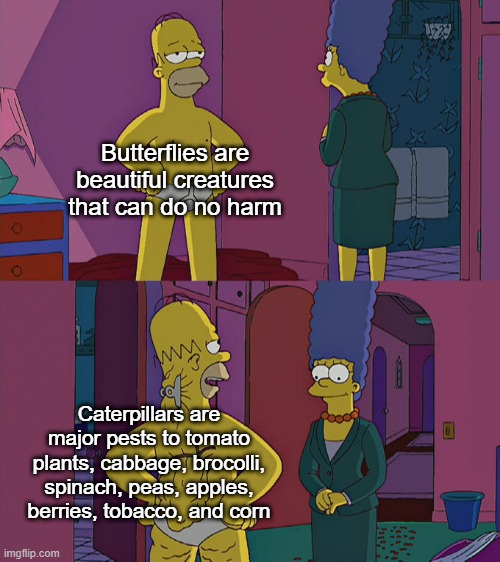 Homer Simpson's Back Fat | Butterflies are beautiful creatures that can do no harm; Caterpillars are major pests to tomato plants, cabbage, brocolli, spinach, peas, apples, berries, tobacco, and corn | image tagged in homer simpson's back fat | made w/ Imgflip meme maker