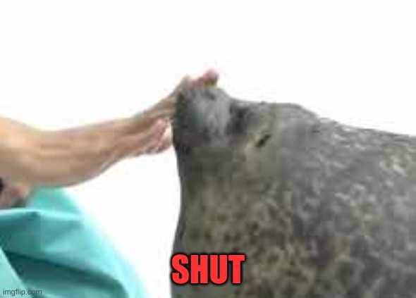 Shut Seal | SHUT | image tagged in shut seal | made w/ Imgflip meme maker