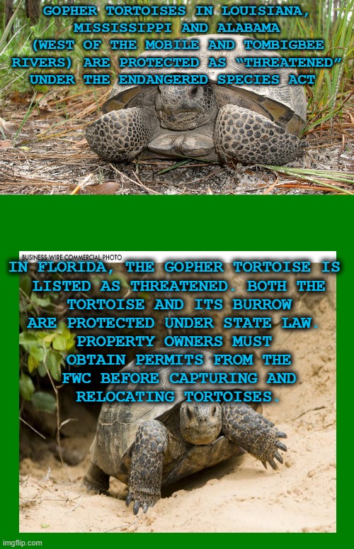 Tortoises Do Not Belong in the Water. Fact. | GOPHER TORTOISES IN LOUISIANA, MISSISSIPPI AND ALABAMA (WEST OF THE MOBILE AND TOMBIGBEE RIVERS) ARE PROTECTED AS “THREATENED” UNDER THE ENDANGERED SPECIES ACT; IN FLORIDA, THE GOPHER TORTOISE IS 
LISTED AS THREATENED. BOTH THE
 TORTOISE AND ITS BURROW 
ARE PROTECTED UNDER STATE LAW. 
PROPERTY OWNERS MUST 
OBTAIN PERMITS FROM THE
 FWC BEFORE CAPTURING AND 
RELOCATING TORTOISES. | image tagged in gopher tortoise,blank green template | made w/ Imgflip meme maker