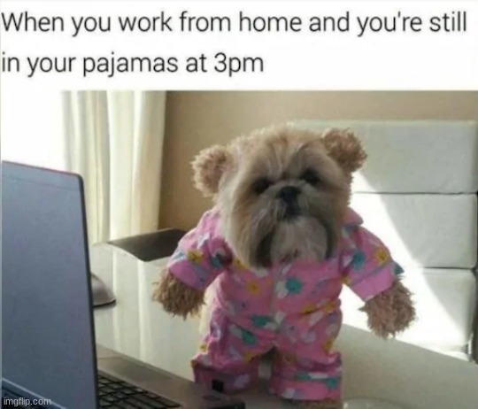 What are you looking at? | image tagged in dogs,cute,3 am,pajamas | made w/ Imgflip meme maker