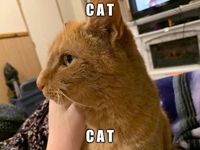 C a t | C A T; C A T | image tagged in cat | made w/ Imgflip meme maker