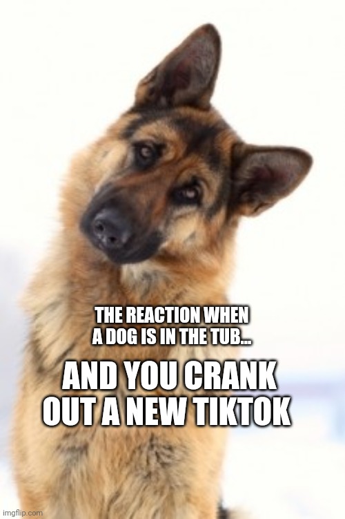 Tiktok | AND YOU CRANK OUT A NEW TIKTOK; THE REACTION WHEN A DOG IS IN THE TUB... | image tagged in head tilt dog | made w/ Imgflip meme maker
