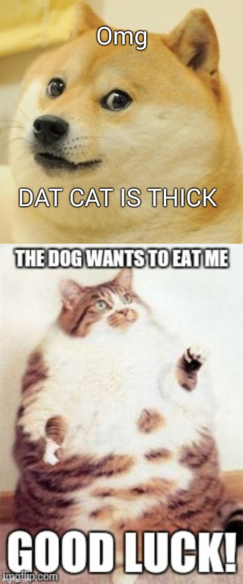 Thick | Omg; DAT CAT IS THICK | image tagged in memes,doge | made w/ Imgflip meme maker