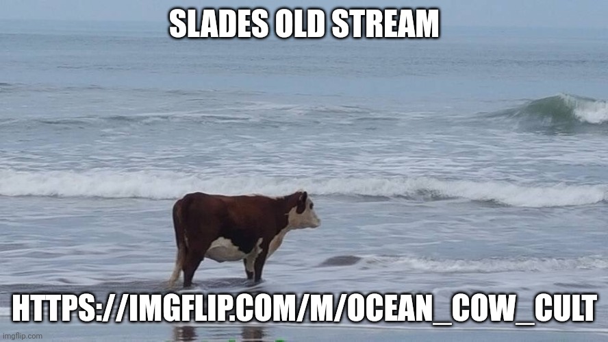 sad cow | SLADES OLD STREAM; HTTPS://IMGFLIP.COM/M/OCEAN_COW_CULT | image tagged in sad cow | made w/ Imgflip meme maker