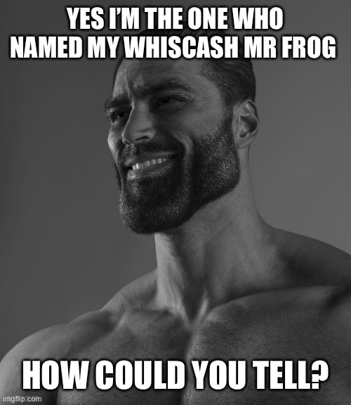 Giga Chad | YES I’M THE ONE WHO NAMED MY WHISCASH MR FROG; HOW COULD YOU TELL? | image tagged in giga chad | made w/ Imgflip meme maker