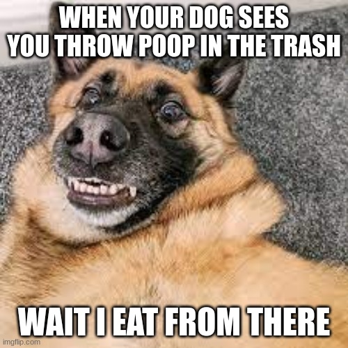 Funny | WHEN YOUR DOG SEES YOU THROW POOP IN THE TRASH; WAIT I EAT FROM THERE | image tagged in funny animals | made w/ Imgflip meme maker