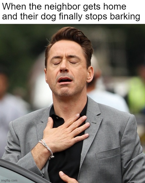 Look who's Mr Popular | When the neighbor gets home and their dog finally stops barking | image tagged in relieved rdj | made w/ Imgflip meme maker