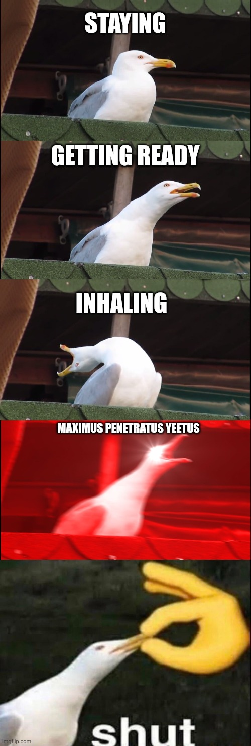 STAYING; GETTING READY; INHALING; MAXIMUS PENETRATUS YEETUS | image tagged in memes,inhaling seagull,shut | made w/ Imgflip meme maker