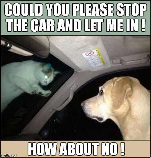 A Dogs Revenge ! | COULD YOU PLEASE STOP THE CAR AND LET ME IN ! HOW ABOUT NO ! | image tagged in cats,dogs,road trip | made w/ Imgflip meme maker