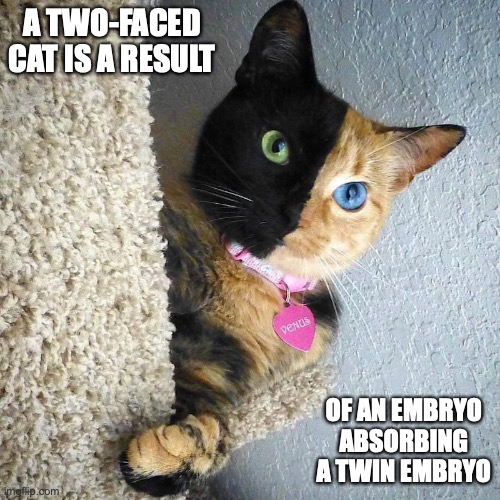 Venus the Chimera Cat | A TWO-FACED CAT IS A RESULT; OF AN EMBRYO ABSORBING A TWIN EMBRYO | image tagged in cats,memes | made w/ Imgflip meme maker