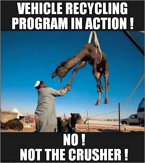 He Traded In For A Younger Model ! | VEHICLE RECYCLING PROGRAM IN ACTION ! NO !  
NOT THE CRUSHER ! | image tagged in camel,recycling,crusher,dark humour | made w/ Imgflip meme maker