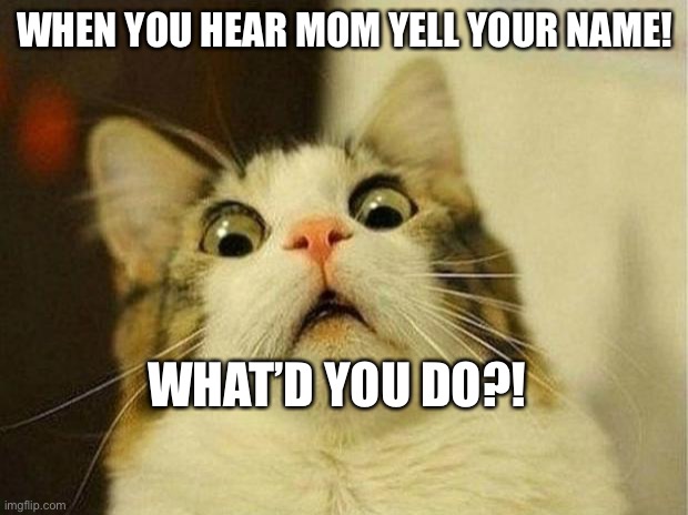 Run... | WHEN YOU HEAR MOM YELL YOUR NAME! WHAT’D YOU DO?! | image tagged in memes,scared cat | made w/ Imgflip meme maker