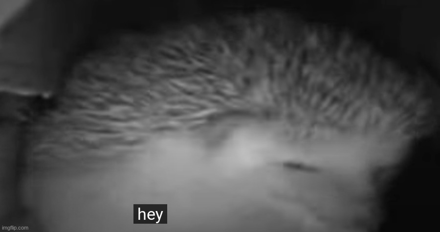 hey | image tagged in hey | made w/ Imgflip meme maker