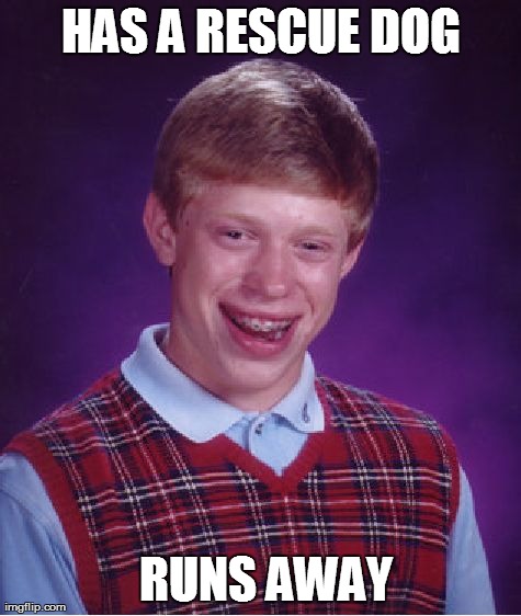 Bad Luck Brian Meme | HAS A RESCUE DOG  RUNS AWAY | image tagged in memes,bad luck brian | made w/ Imgflip meme maker