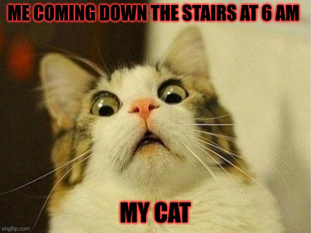 Scared Cat Meme | ME COMING DOWN THE STAIRS AT 6 AM; MY CAT | image tagged in memes,scared cat | made w/ Imgflip meme maker