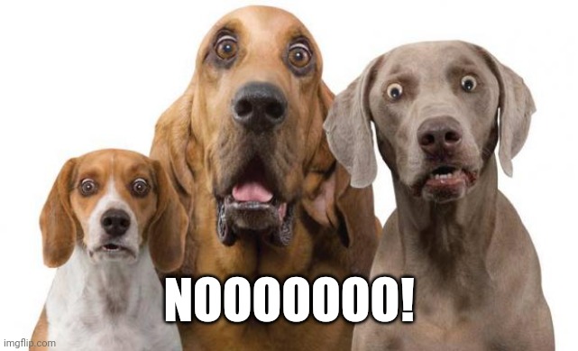 surprised dogs | NOOOOOOO! | image tagged in surprised dogs | made w/ Imgflip meme maker