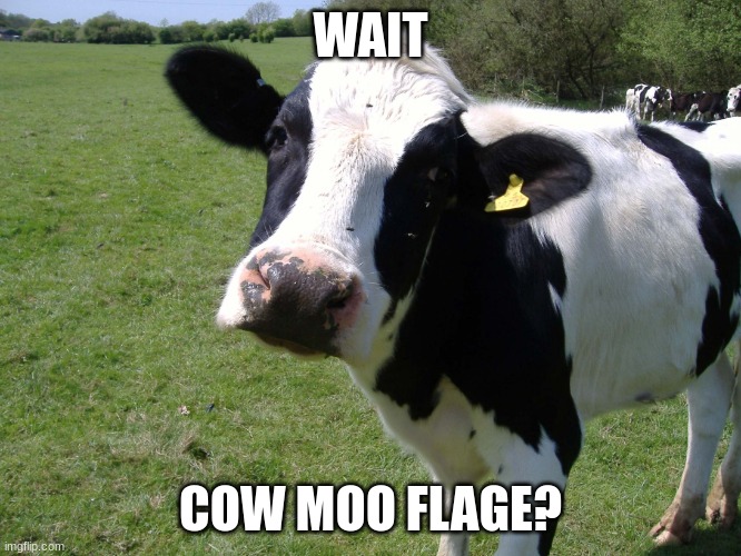 Da Curious Cow | WAIT COW MOO FLAGE? | image tagged in da curious cow | made w/ Imgflip meme maker