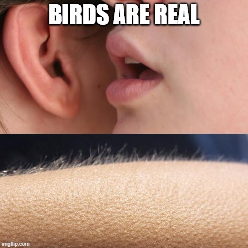 Whisper and Goosebumps | BIRDS ARE REAL | image tagged in whisper and goosebumps | made w/ Imgflip meme maker