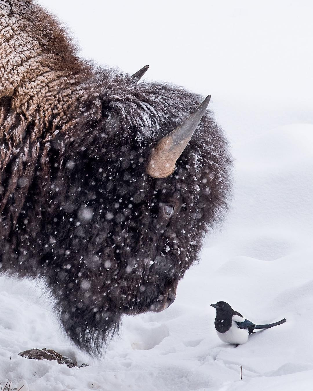 Bird standing up to Bison | image tagged in awesome | made w/ Imgflip meme maker