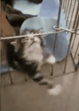 High Quality kitten trapped in cage Blank Meme Template