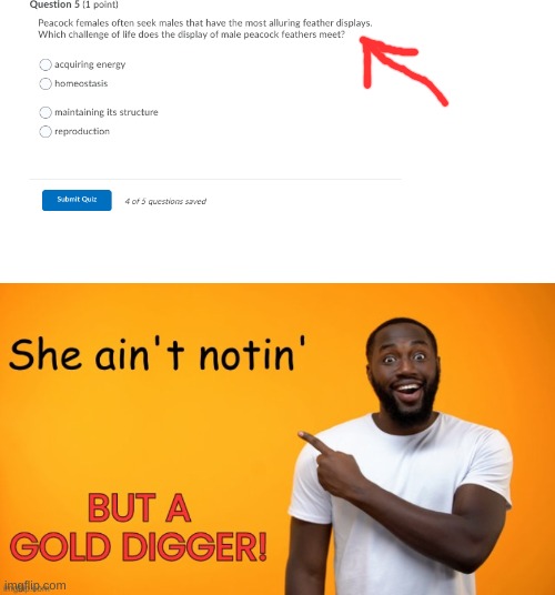 Gold diggin' peacock. | image tagged in gold digger,peacock,school,stupid | made w/ Imgflip meme maker