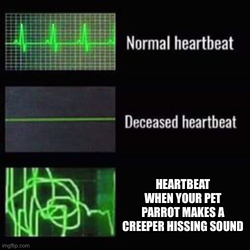 heartbeat rate | HEARTBEAT WHEN YOUR PET PARROT MAKES A CREEPER HISSING SOUND | image tagged in heartbeat rate | made w/ Imgflip meme maker