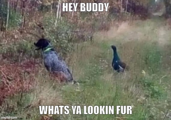 hunting dog for sale |  HEY BUDDY; WHATS YA LOOKIN FUR | image tagged in hunting,dog,memes | made w/ Imgflip meme maker