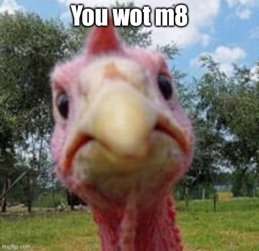 Aggressive Turkey | You wot m8 | image tagged in turkey,you wot m8 | made w/ Imgflip meme maker