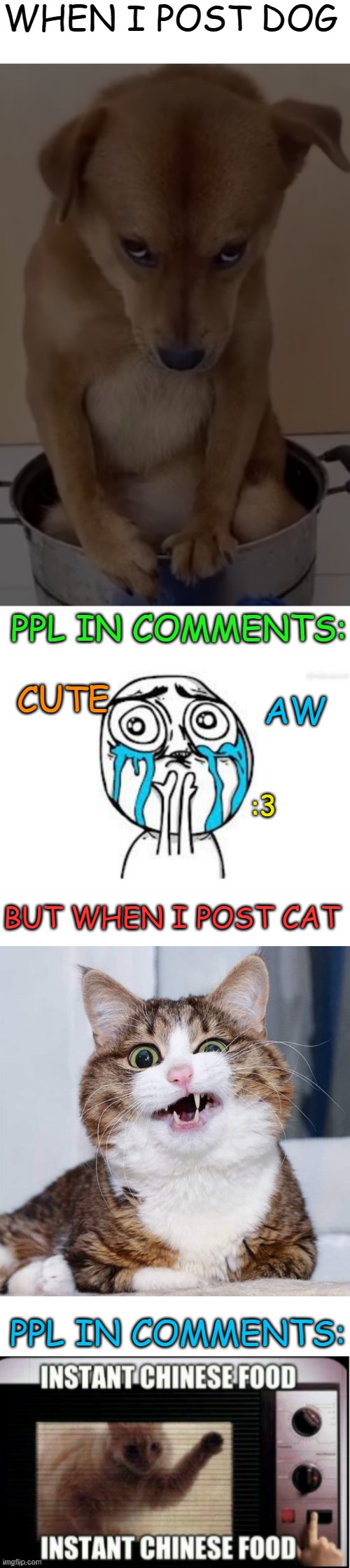 100% theres gonna be like than in comments | WHEN I POST DOG; PPL IN COMMENTS:; CUTE; AW; :3; BUT WHEN I POST CAT; PPL IN COMMENTS: | image tagged in mad doggo,memes,crying because of cute,confused cat,funny,msmg | made w/ Imgflip meme maker