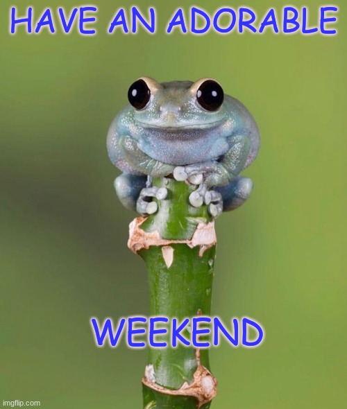 Cute Baby Frog |  HAVE AN ADORABLE; WEEKEND | image tagged in cute baby frog,cute,frog,weekend | made w/ Imgflip meme maker