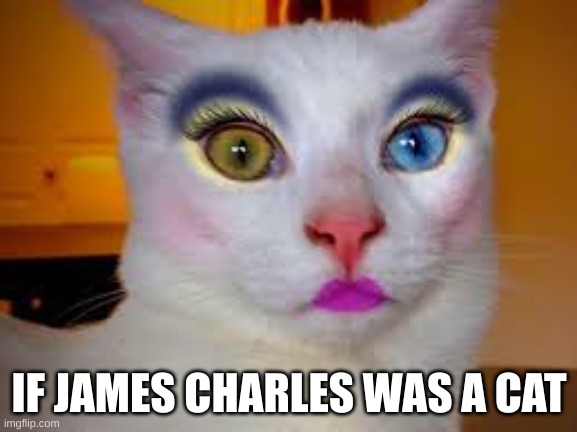 If James Charles was a cat | IF JAMES CHARLES WAS A CAT | image tagged in cat,james charles,cats,beauty,funny | made w/ Imgflip meme maker