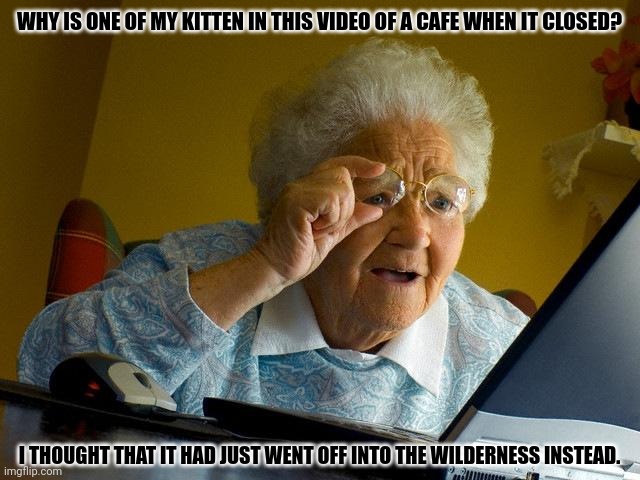 Grandma Finds The Internet | WHY IS ONE OF MY KITTEN IN THIS VIDEO OF A CAFE WHEN IT CLOSED? I THOUGHT THAT IT HAD JUST WENT OFF INTO THE WILDERNESS INSTEAD. | image tagged in memes,kitty,running | made w/ Imgflip meme maker