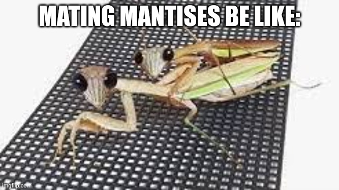 Mating Mantises |  MATING MANTISES BE LIKE: | image tagged in praying mantis,mantis | made w/ Imgflip meme maker