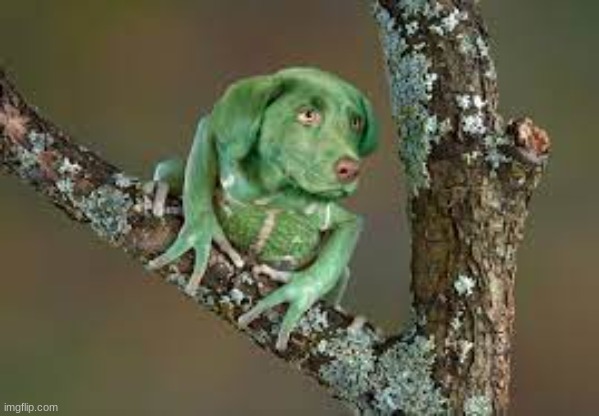 wut the heck | image tagged in wierd,memes,dog frog | made w/ Imgflip meme maker