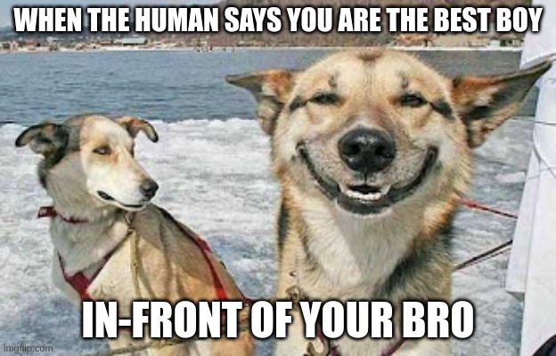 good dogo and jealous dogo | WHEN THE HUMAN SAYS YOU ARE THE BEST BOY; IN-FRONT OF YOUR BRO | image tagged in memes,original stoner dog | made w/ Imgflip meme maker