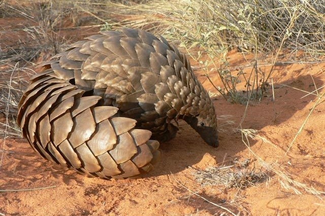 Pangolin Blank Meme Template