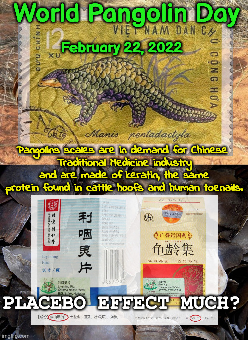 Today Is World Pangolin Day | World Pangolin Day; February 22, 2022; Pangolins scales are in demand for Chinese 
Traditional Medicine industry and are made of keratin, the same protein found in cattle hoofs and human toenails. PLACEBO EFFECT MUCH? | image tagged in pangolin | made w/ Imgflip meme maker