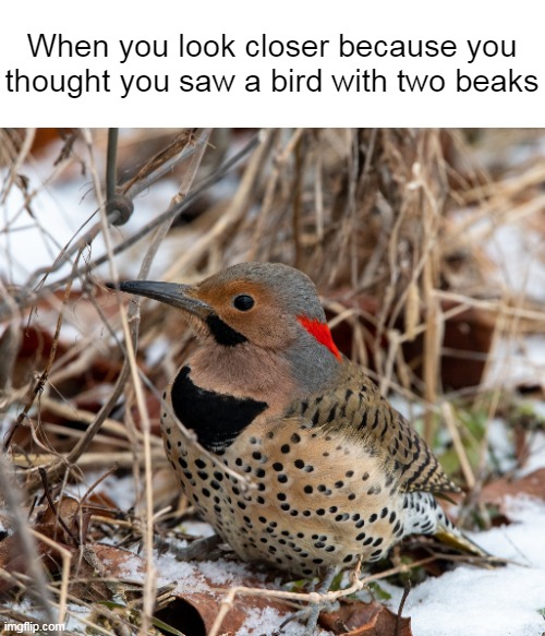 Seemingly Odd | When you look closer because you thought you saw a bird with two beaks | image tagged in meme,memes,humor,birds,funny,perspective | made w/ Imgflip meme maker