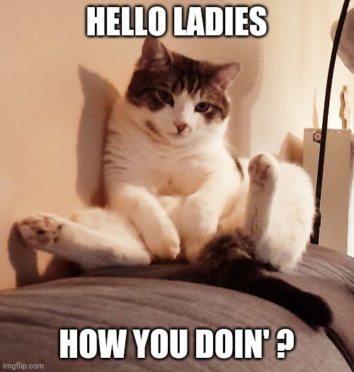Hello ladies | HELLO LADIES; HOW YOU DOIN' ? | image tagged in playboy,funny cats,friends,hello | made w/ Imgflip meme maker