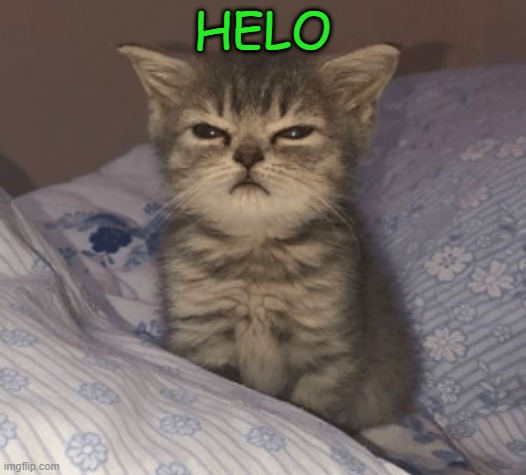 wake up cat | HELO | image tagged in wake up cat,poop,msmg,memes,funny | made w/ Imgflip meme maker