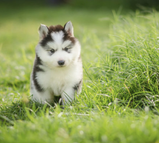 Puppy Blank Meme Template