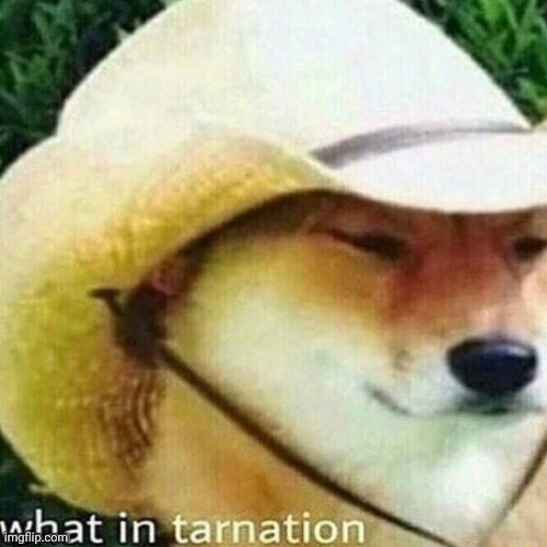 What in tarnation | made w/ Imgflip meme maker