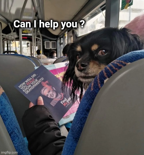 Aaah , Public Transit |  Can I help you ? | image tagged in the legs on the bus go step step,mind your own business,intelligent dog | made w/ Imgflip meme maker