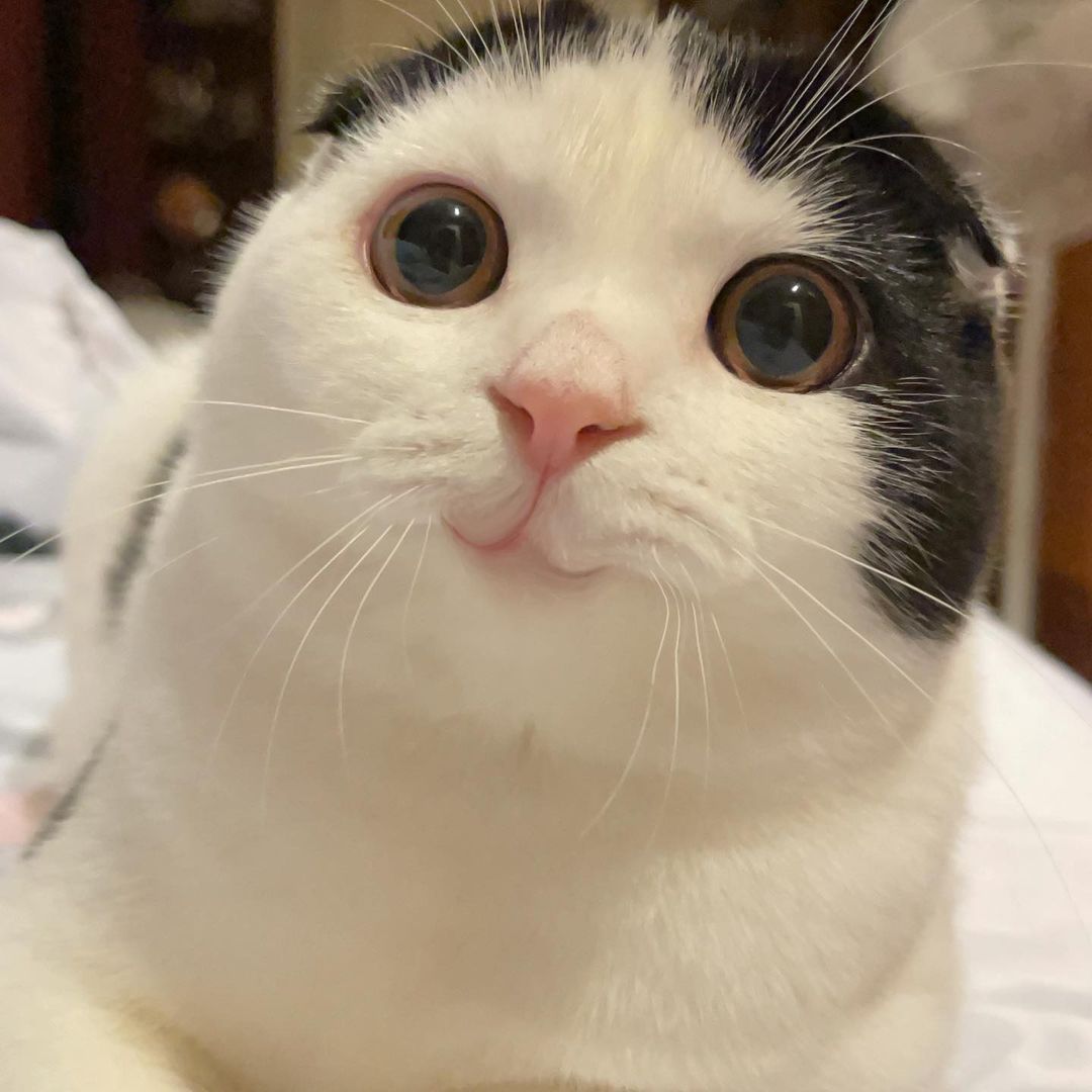 High Quality Drug Cute Cat Blank Meme Template