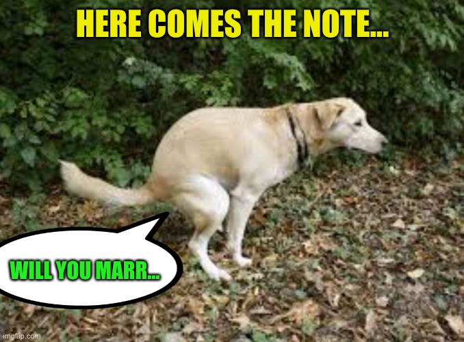 Dog pooping  | HERE COMES THE NOTE… WILL YOU MARR… | image tagged in dog pooping | made w/ Imgflip meme maker