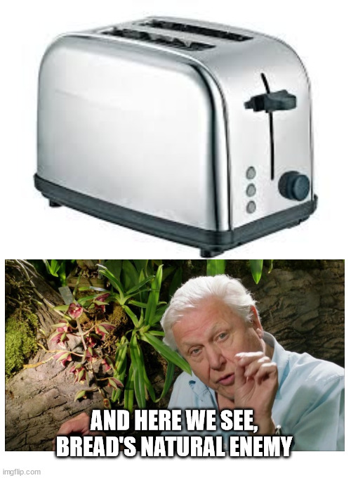 Toaster | AND HERE WE SEE, BREAD'S NATURAL ENEMY | image tagged in toaster | made w/ Imgflip meme maker